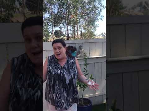 video thumbnail of a woman talking in his backyard