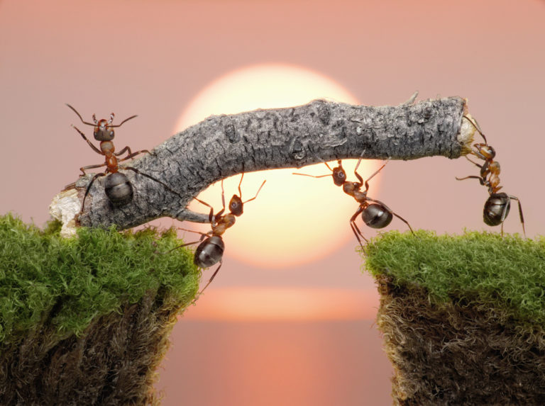 Ants working together to cross a gap